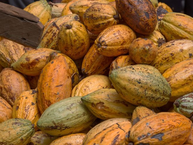 gule kakaobønner